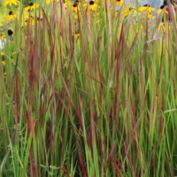 Imperata cylindrica Red Baron