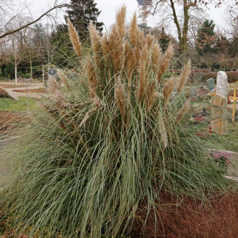 Cortaderia selloana Pumila