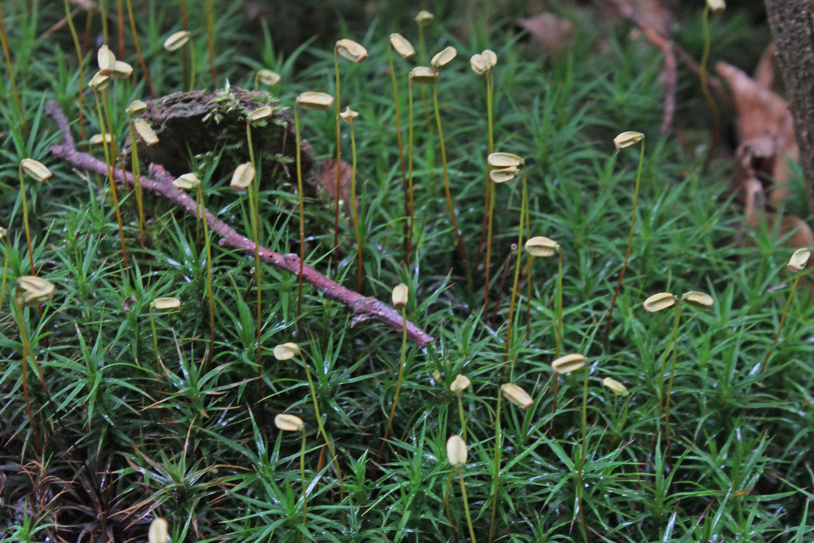 Polytrichum commune