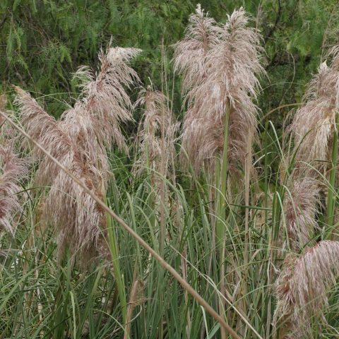 Cortaderia selloana cv