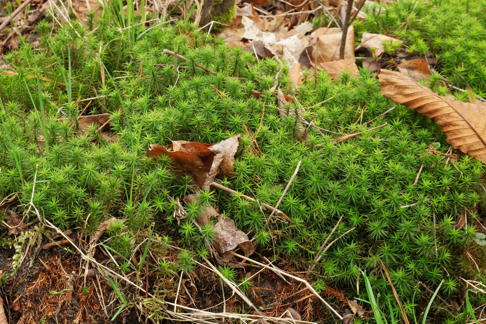 Polytrichum commune