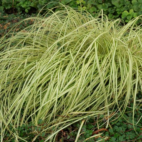 Carex oshimensis Evergold